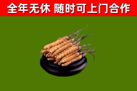 乌兰回收散虫草