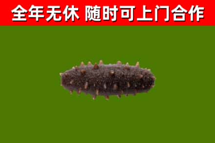 乌兰回收海参干